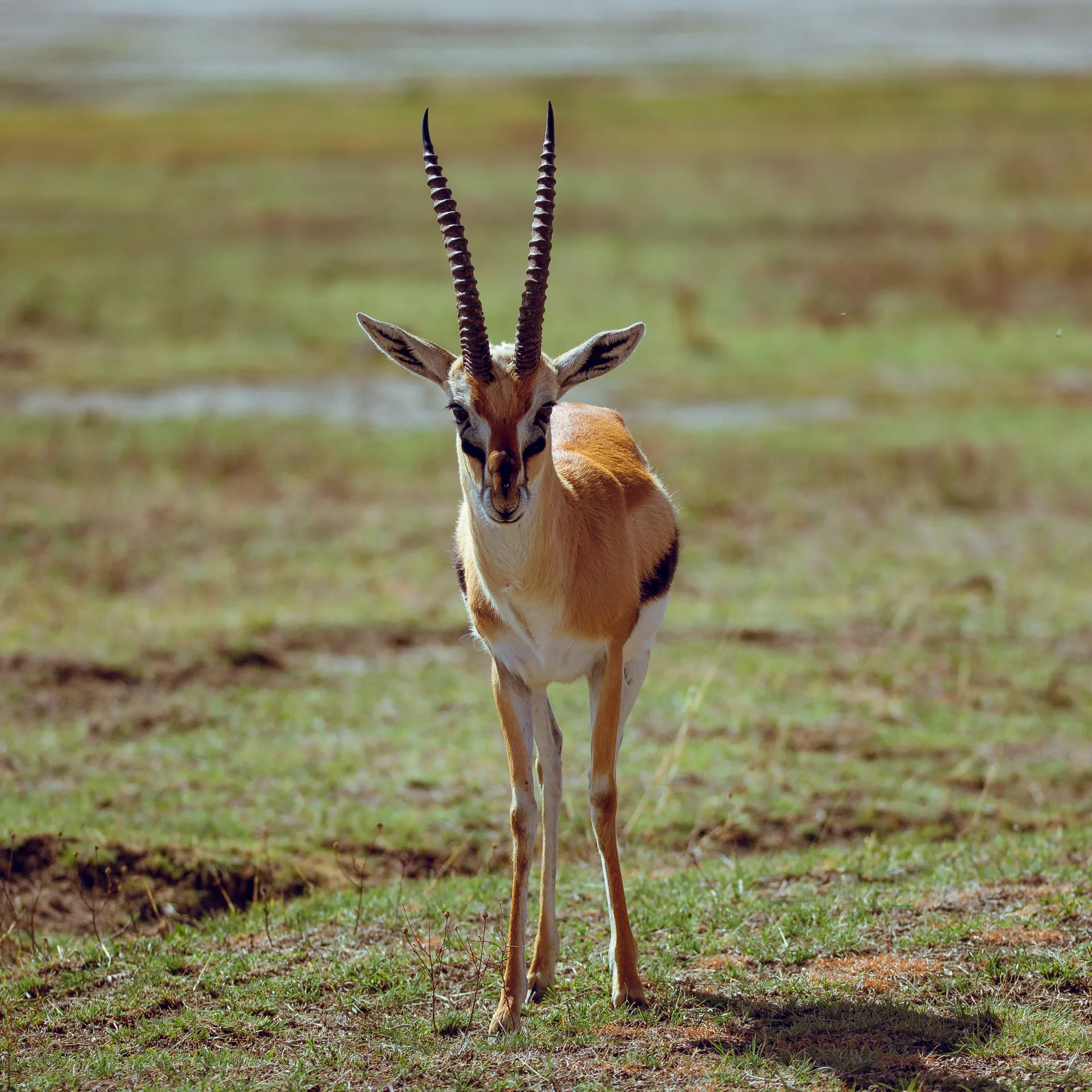 Wildlife in an East African safari landscape
